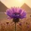 Nigella sativa flower in ancient Egypt